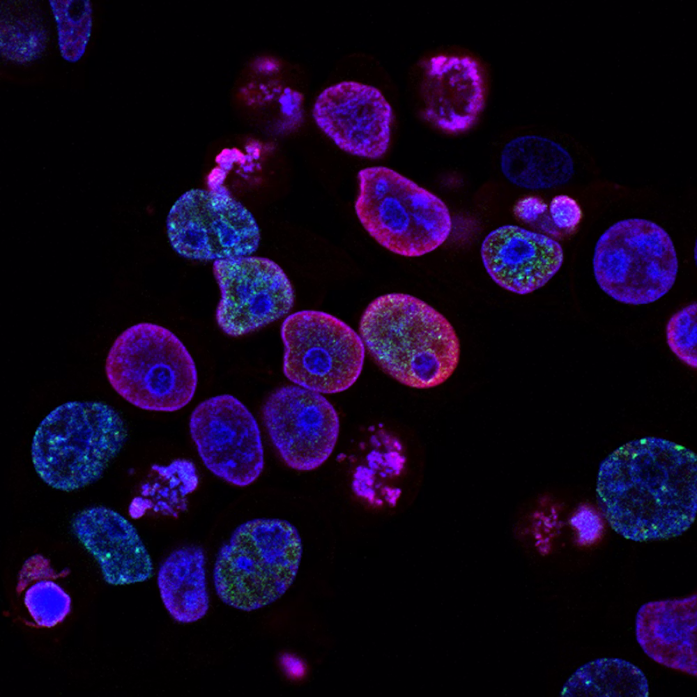 Microbiome and cellular biology underlying an integrated vision of health